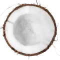 Coconut