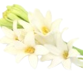 Tuberose
