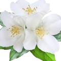 White Floral