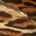 Animalic