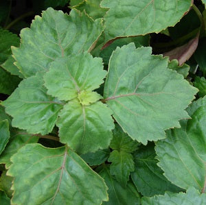 Patchouli