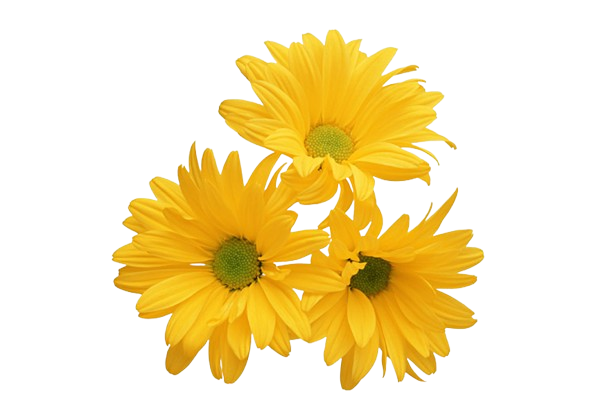 Yellow Floral