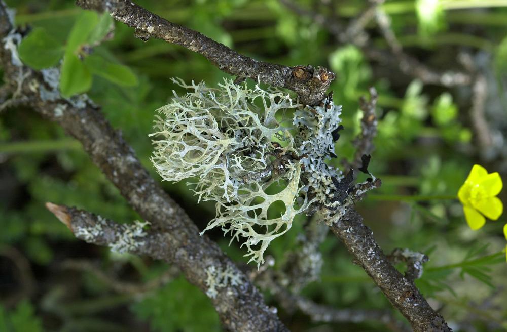 Mossy